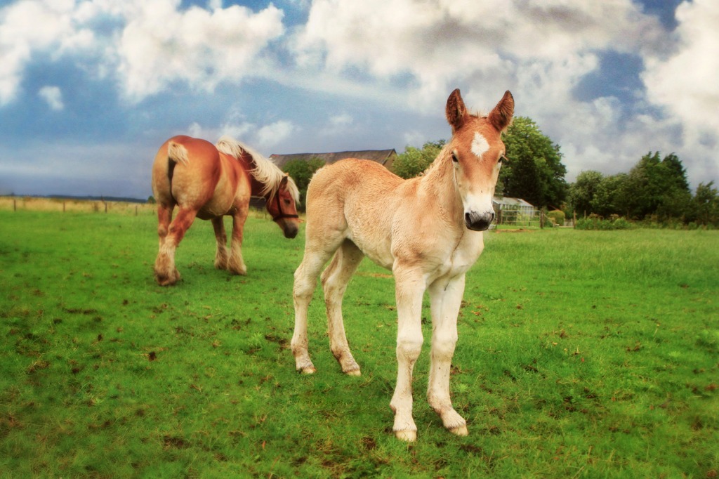 Belgian Draft Horse with a Foal jigsaw puzzle in Animals puzzles on TheJigsawPuzzles.com